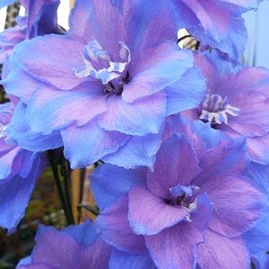 Meet your Posher, Cora